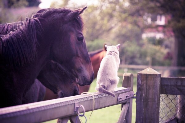 Les chevaux dans l enclos communiquent avec le chat blanc