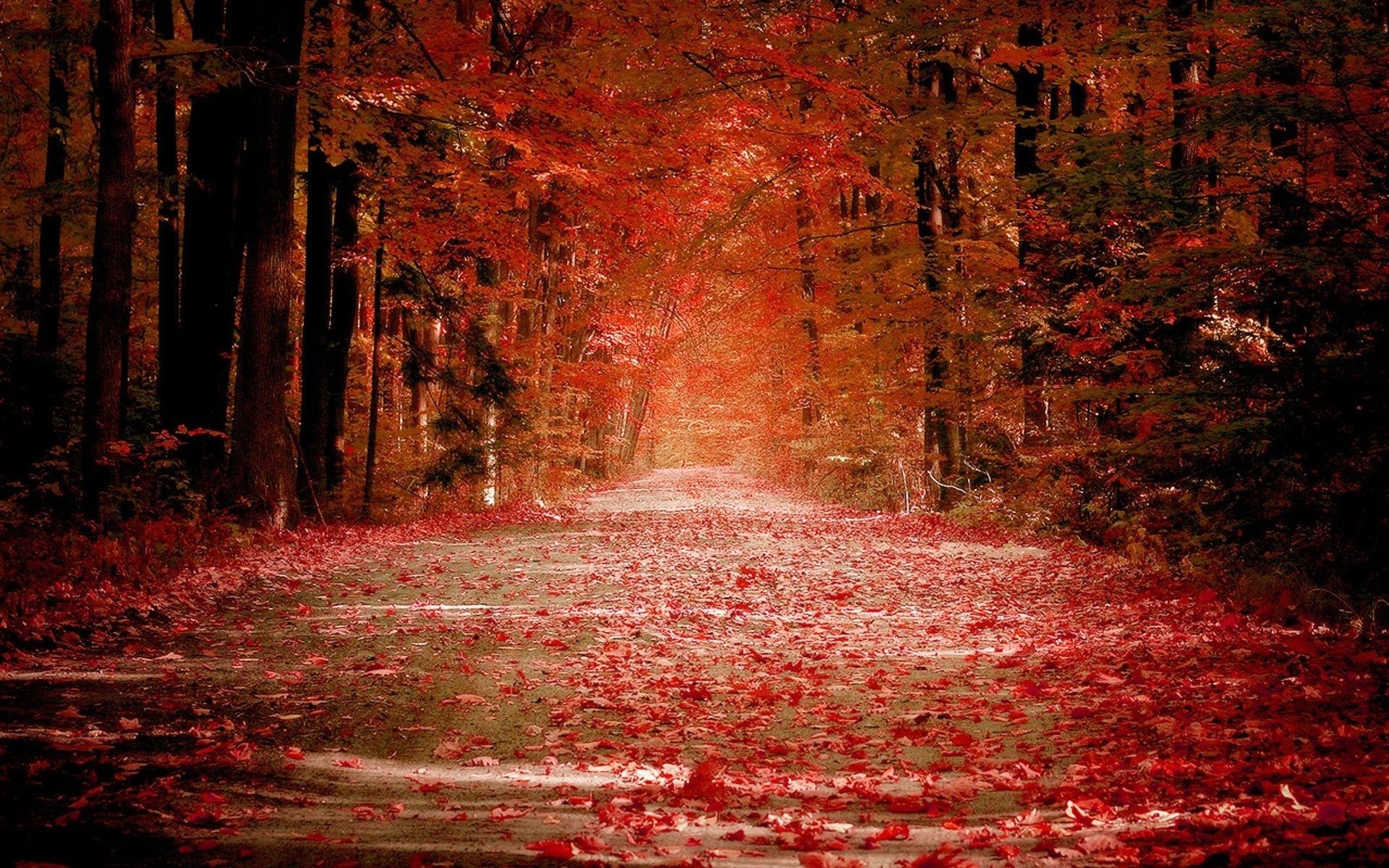 automne automne feuille