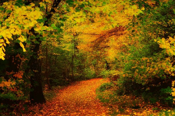 FORÊT D AUTOMNE ET SENTIER AVEC DES FEUILLES