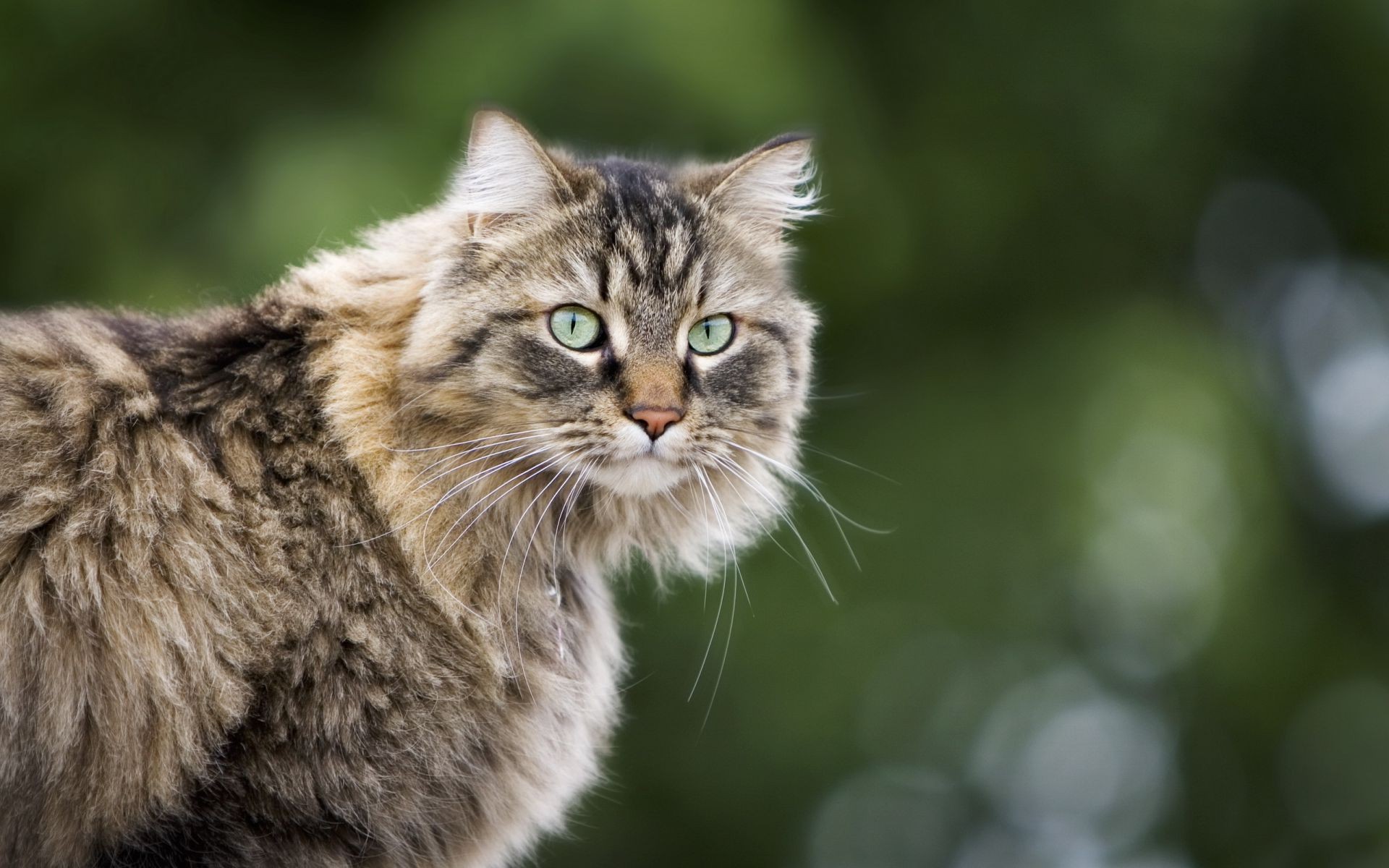 chat animal chat mignon nature mammifère animal de compagnie portrait
