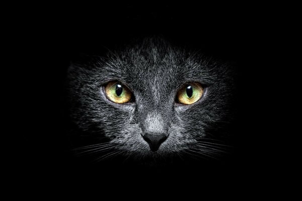 Beau chat dans l obscurité