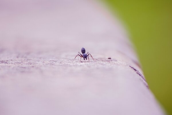 Petit insecte dans un espace ouvert