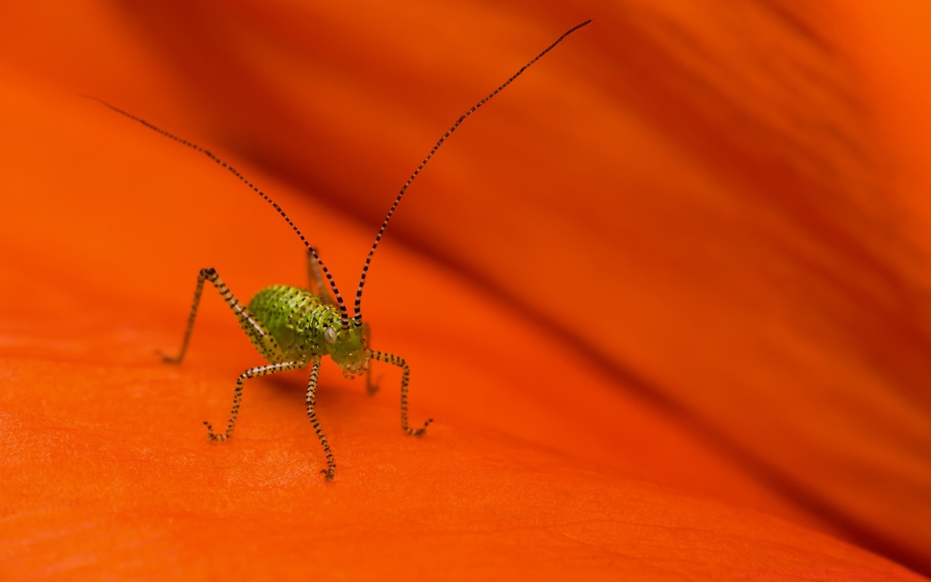 insectes insecte invertébrés nature faune