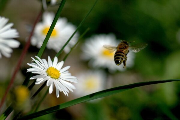 Décollage d un bourdon sur une Marguerite blanche
