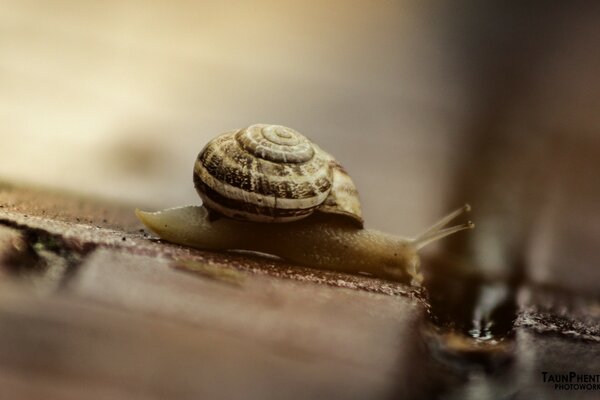 Escargot dans la forme uvilichenom