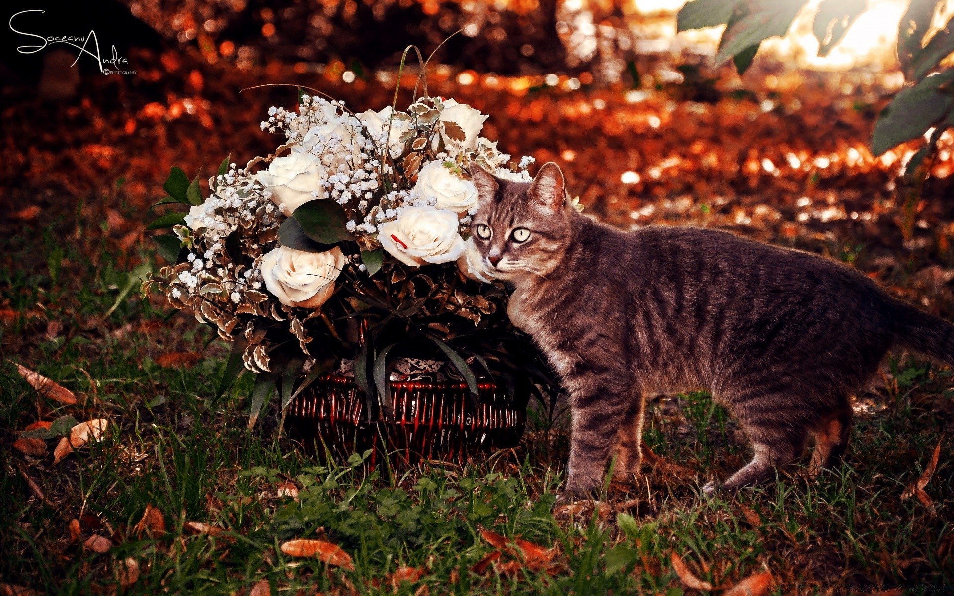 chats mammifère nature à l extérieur automne chat arbre feuille herbe unique mignon portrait