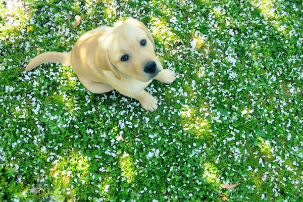 Mignon chien assis sur l herbe