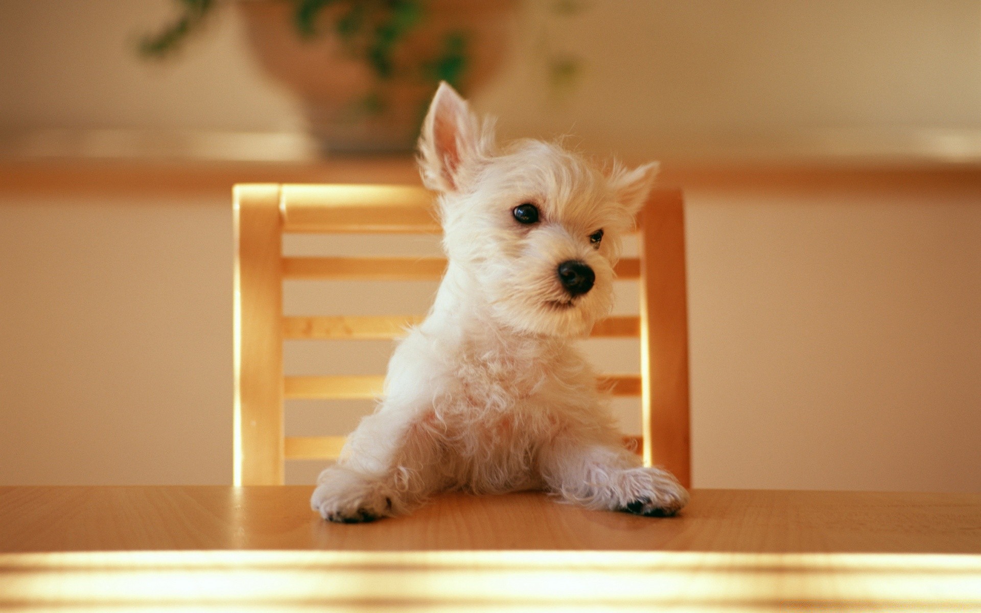 chien chien animal de compagnie mignon cynologue chiot domestique mammifère à l intérieur s asseoir portrait animal petit