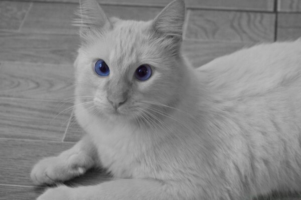 Chat blanc avec de grands yeux