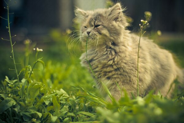 Le chat grimace de bonheur sur l herbe