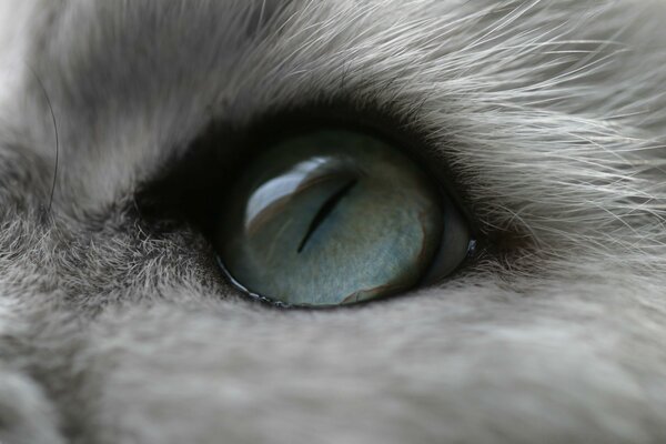 Oeil bleu de chat moelleux