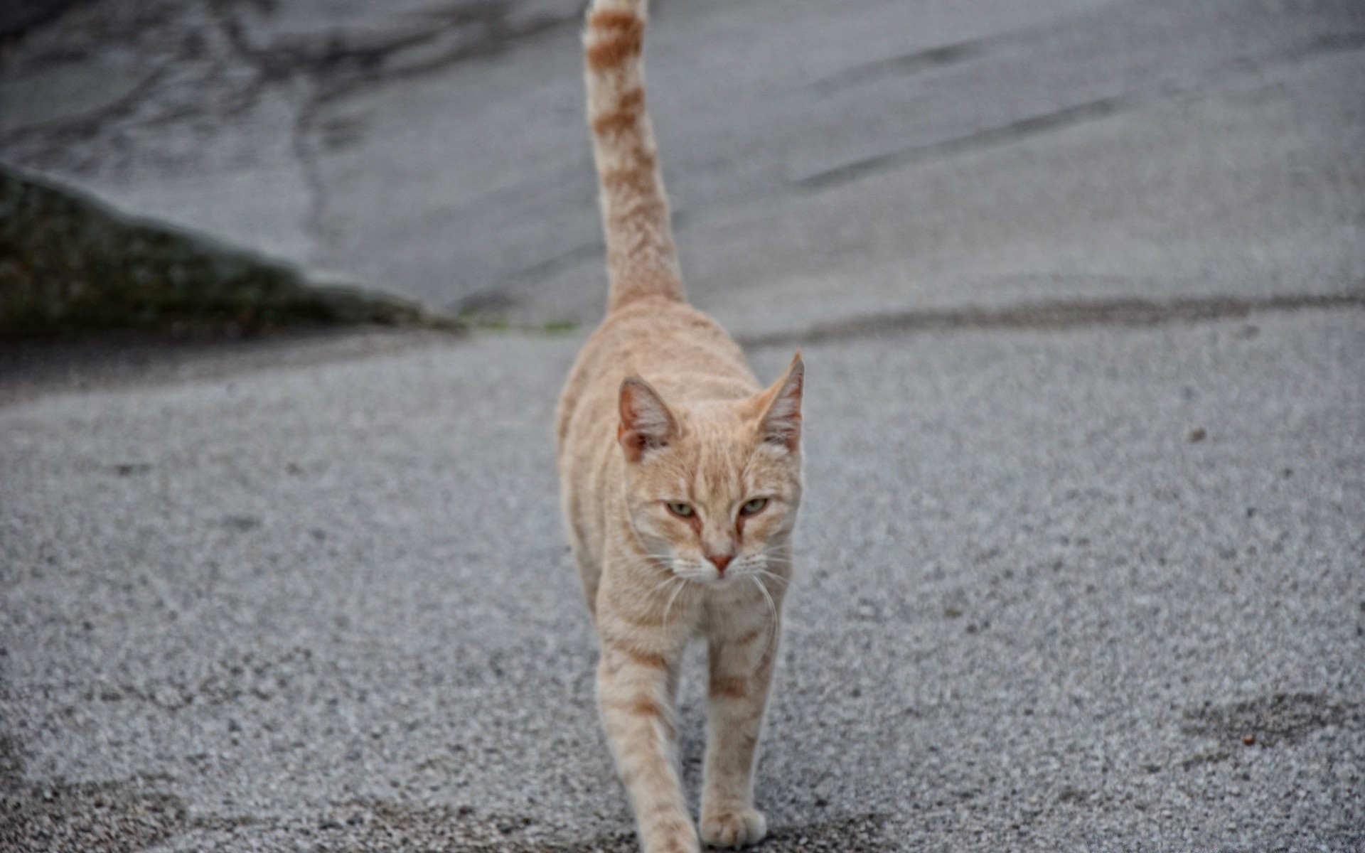 chats chat mignon portrait animal nature à l extérieur gris un peu jeune aperçu