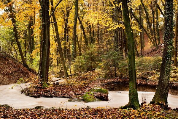 Forêt d automne. Âge d or