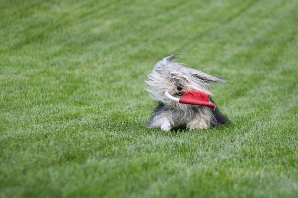 Chien moelleux joue sur la pelouse