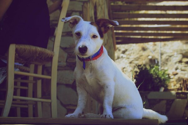 Chien blanc dans la cour