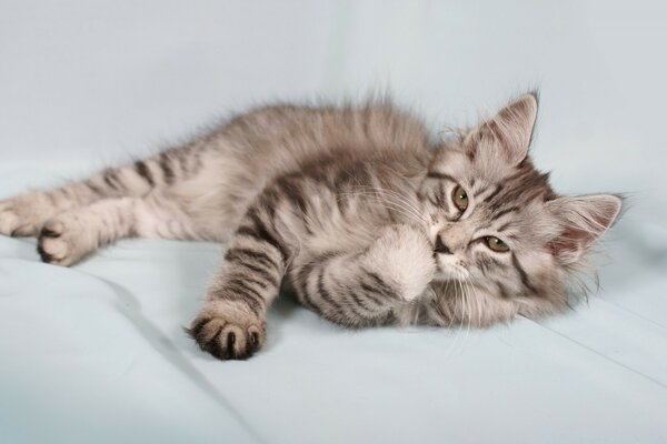 Chaton gris moelleux se lave
