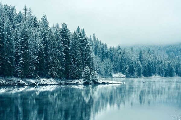 Arbres dans la neige et à côté de l étang