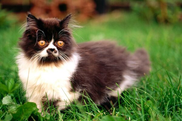 Chat moelleux sur l herbe