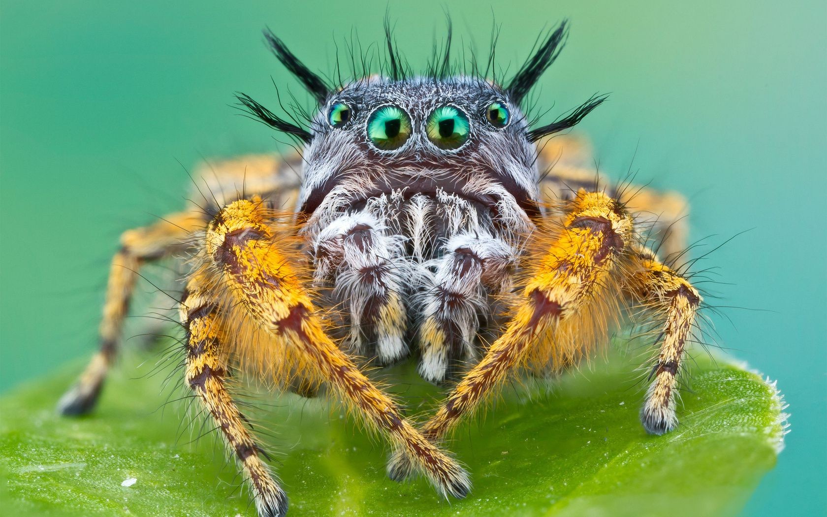 insectes araignée insecte nature arachnide animal poilu la faune fantasmagorique sauvage peur effrayant gros plan toile d araignée danger tête à proximité phobie toile d araignée