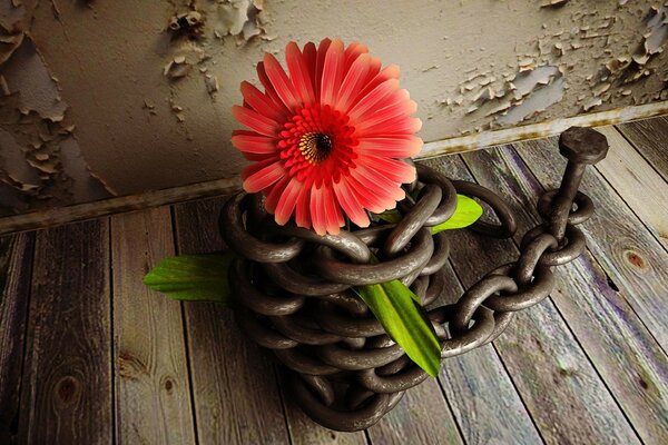 Dahlia enveloppé d une chaîne de fer