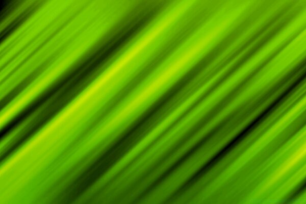 Fond d écran feuille verte