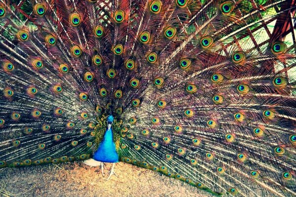 Le paon a révélé ses larges plumes