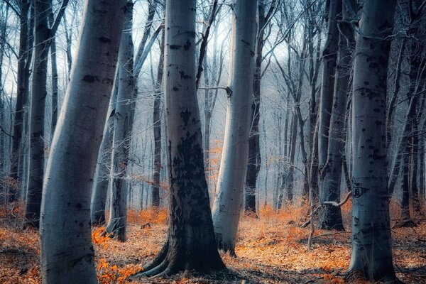 Troncs d arbres, Feuilles sur le sol