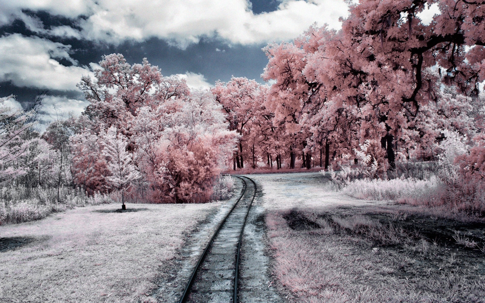 créativité arbre route paysage saison guide parc nature bois branche ciel hiver voyage paysage scénique infrarouge