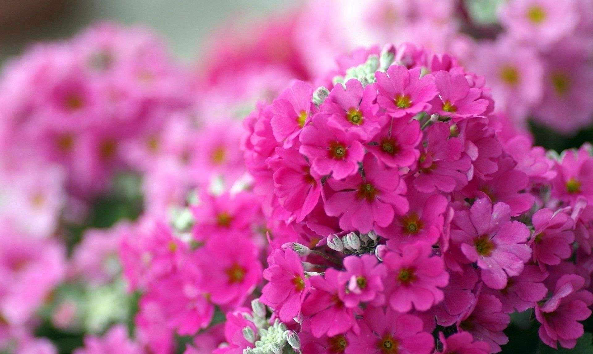 fleurs fleur nature été jardin flore pétale bluming feuille lumineux floral champ extérieur bouquet croissance beau temps couleur