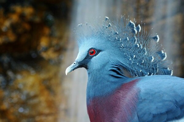 Gros plan d oiseau inhabituel