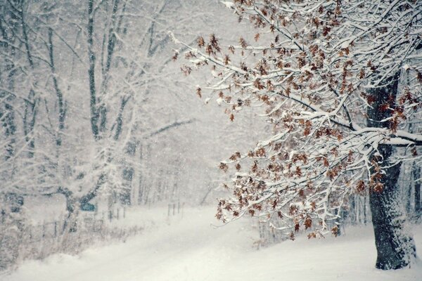 Arbres sur la neige en hiver froid