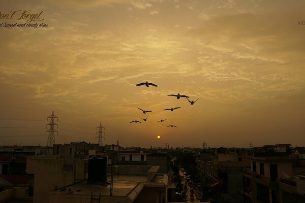 Les oiseaux volent dans le ciel jaune au-dessus d une ville ordinaire