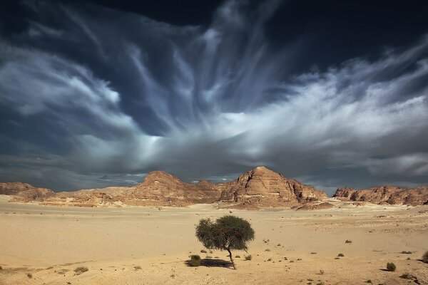Arbre solitaire dans le désert chaud
