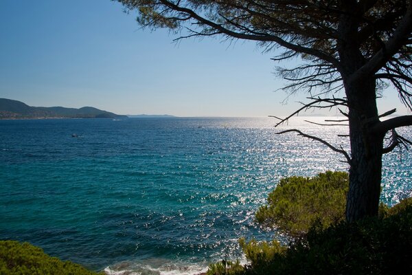 Arbre au bord de la mer d Azur
