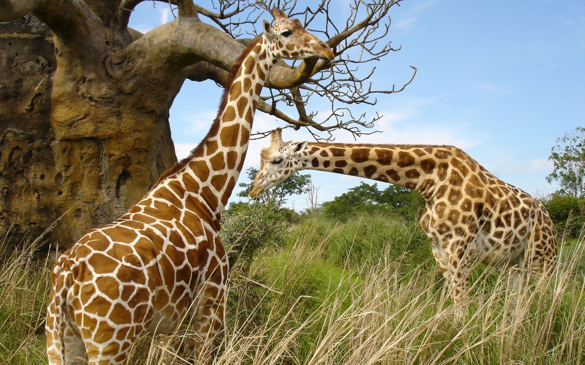 girafes girafe la faune la nature sauvage mammifère safari animal herbe parc grand à l extérieur grand savane cou