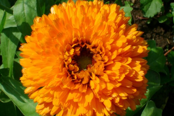 Fleur de souci éponge...