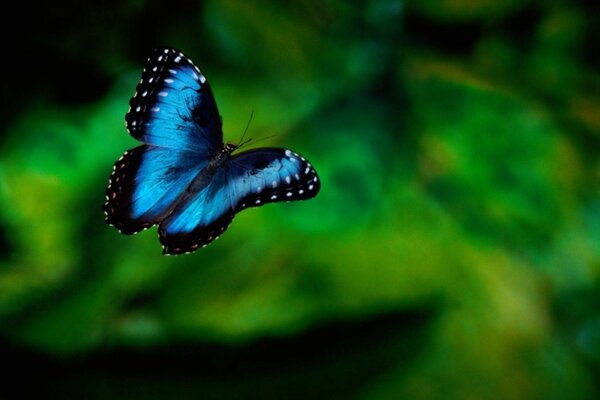Photo de papillon bleu sur la verdure