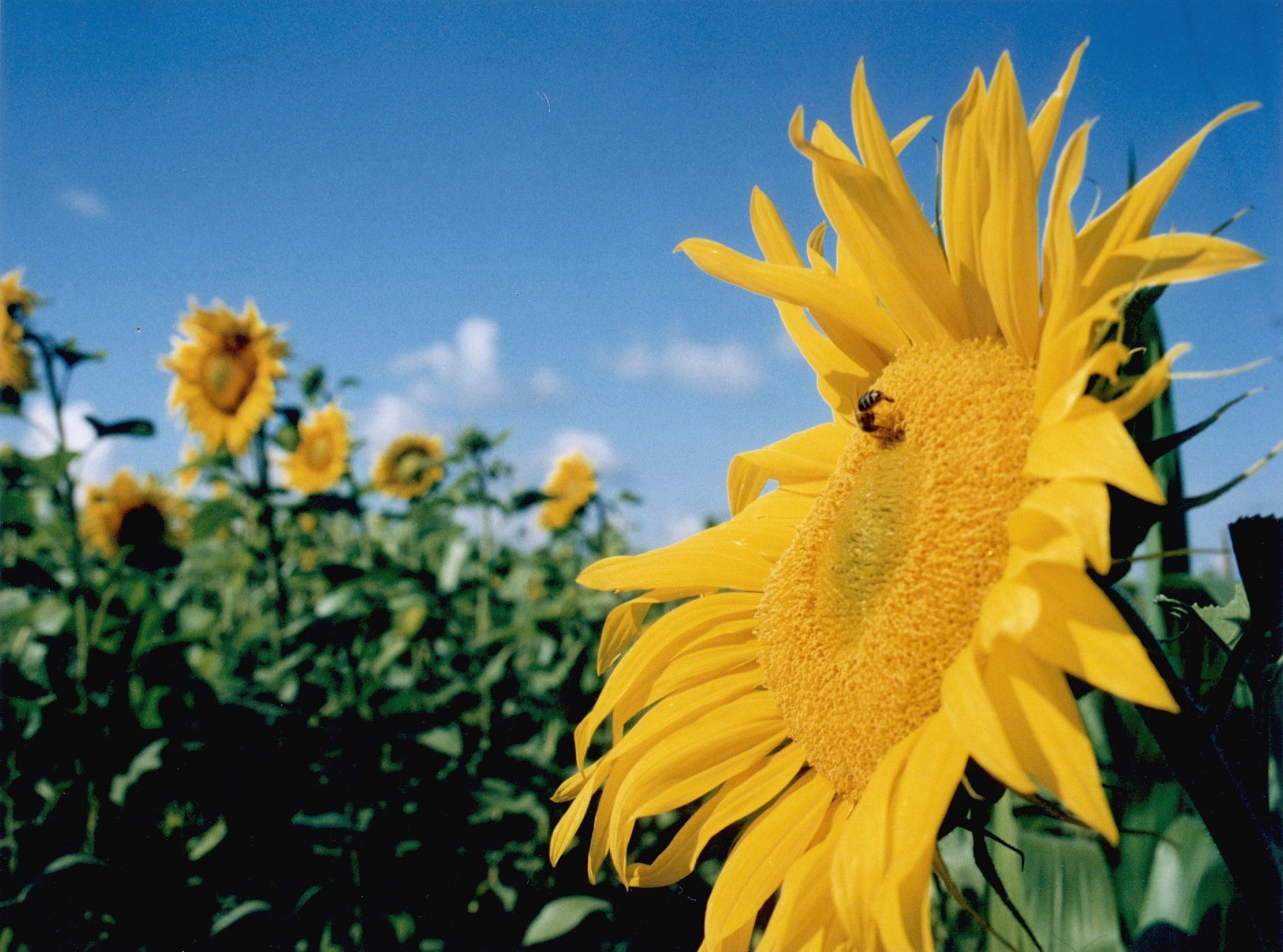 fleurs nature été fleur flore tournesol croissance lumineux beau temps feuille à l extérieur soleil jardin champ rural couleur agriculture foin lumineux ensoleillé