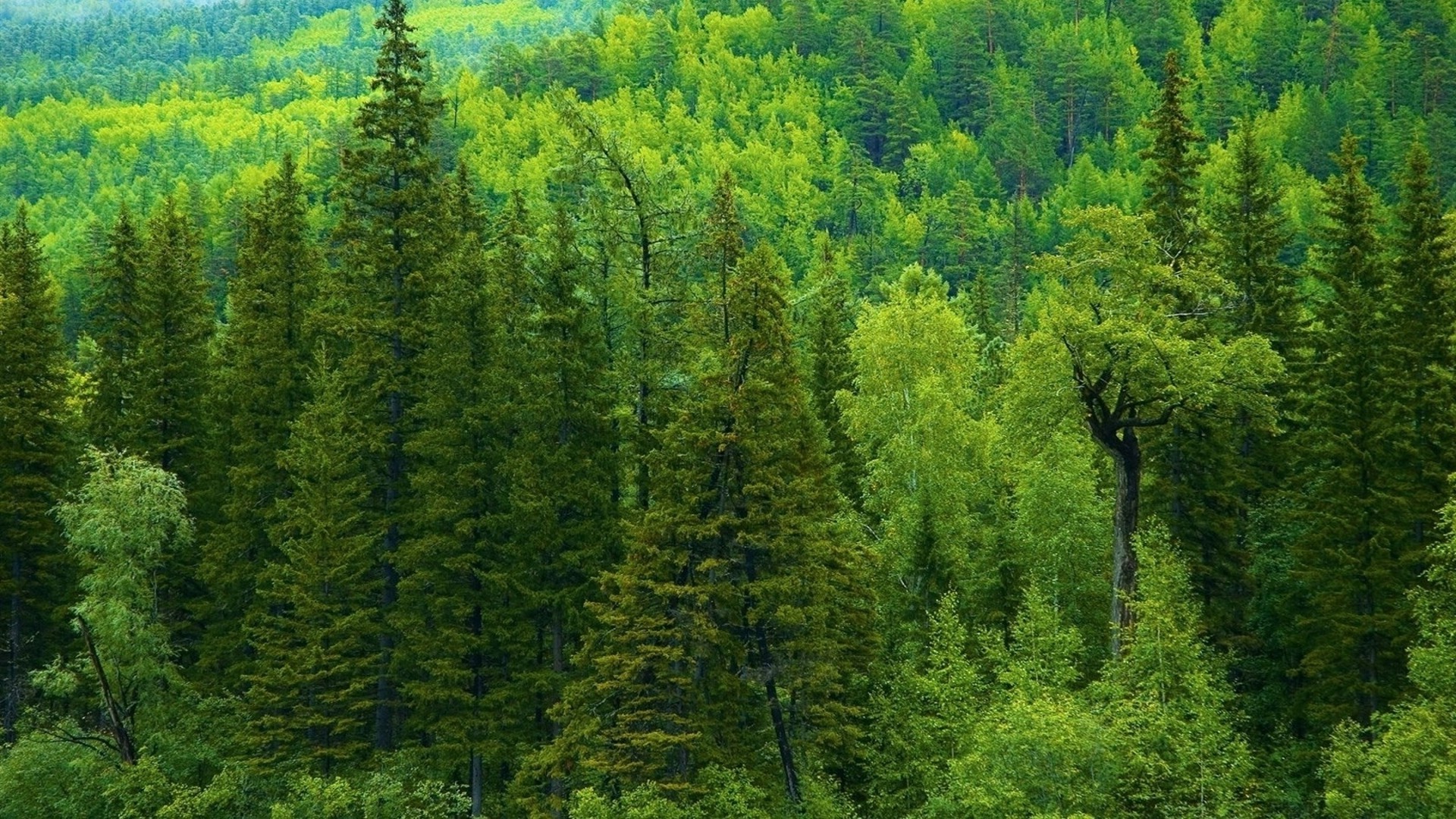 été bois bois paysage nature conifères à l extérieur scénique evergreen environnement pin feuille sauvage parc montagnes lumière du jour paysage