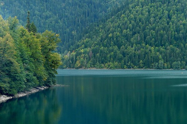 Rivière de montagne sur fond de forêt et de montagnes