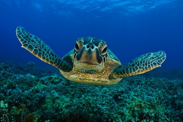 Une grande tortue flotte sur l océan