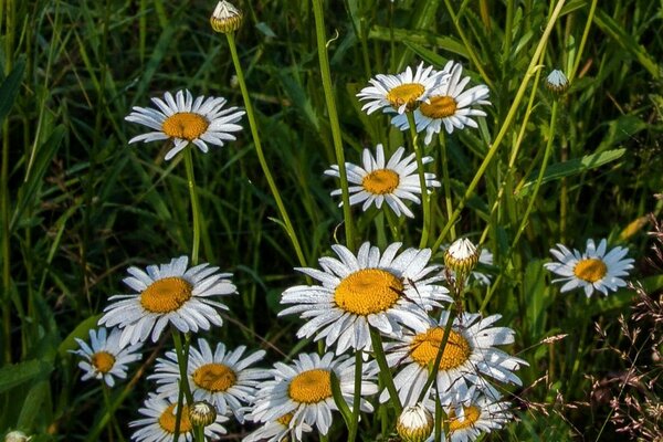Marguerites dans le champ et l herbe verte