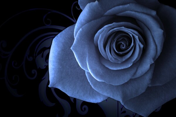 Rose parfumée dans les tons gris