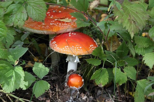 Amanite dans la forêt parmi les buissons de mûres
