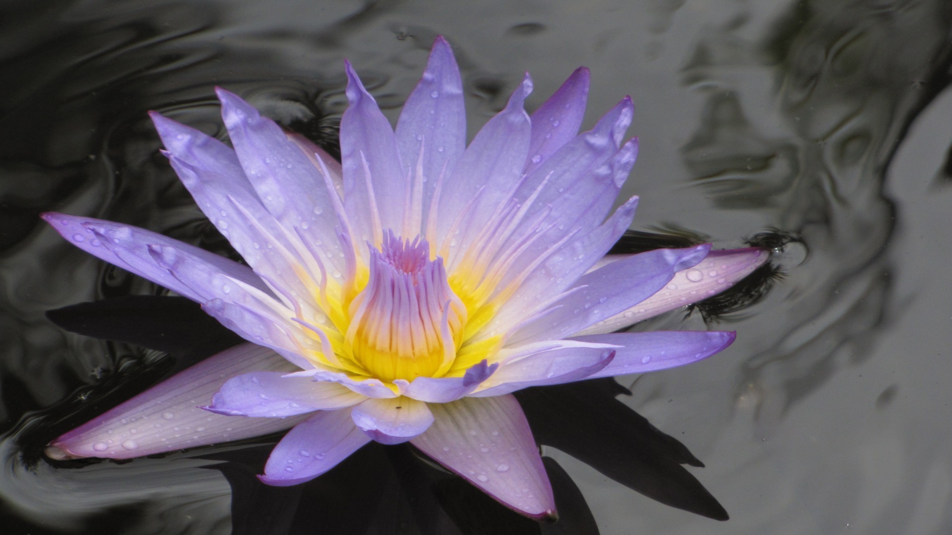 fleurs dans l eau lotus fleur piscine nature flore bluming aquatique feuille belle lily jardin pétale natation exotique été nénuphar zen tropical couleur floral