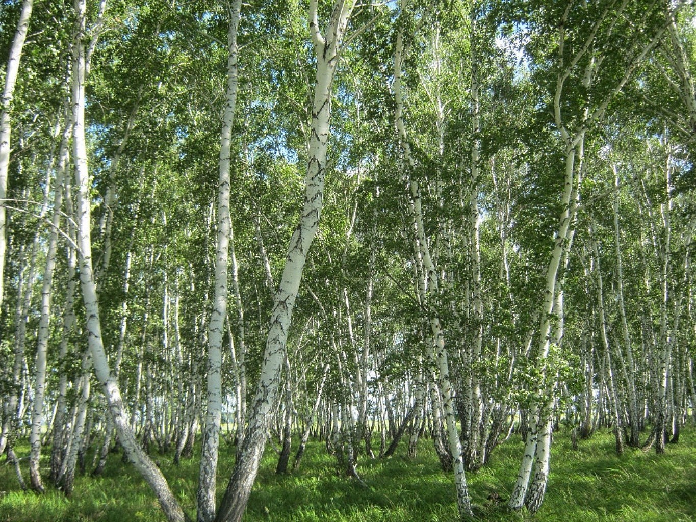 été paysage bois bouleau nature feuille arbre branche environnement flore parc luxuriante beau temps pays saison scène tronc rural bosquet écorce