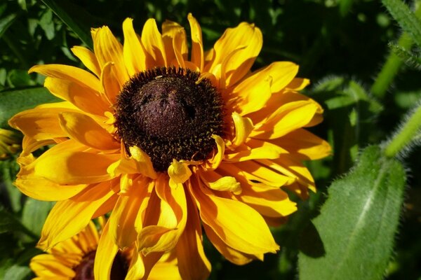 Fleur jaune d été dans le jardin