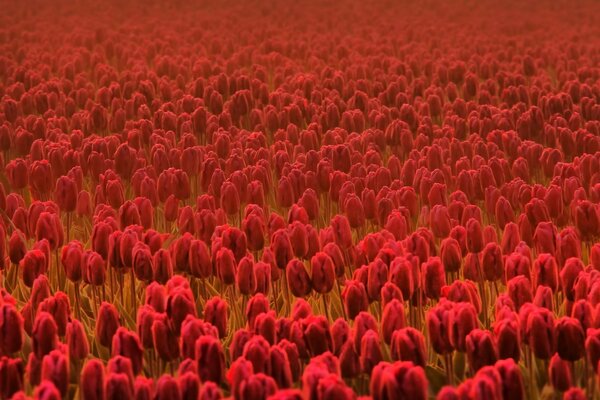 Grand champ avec des tulipes rouges