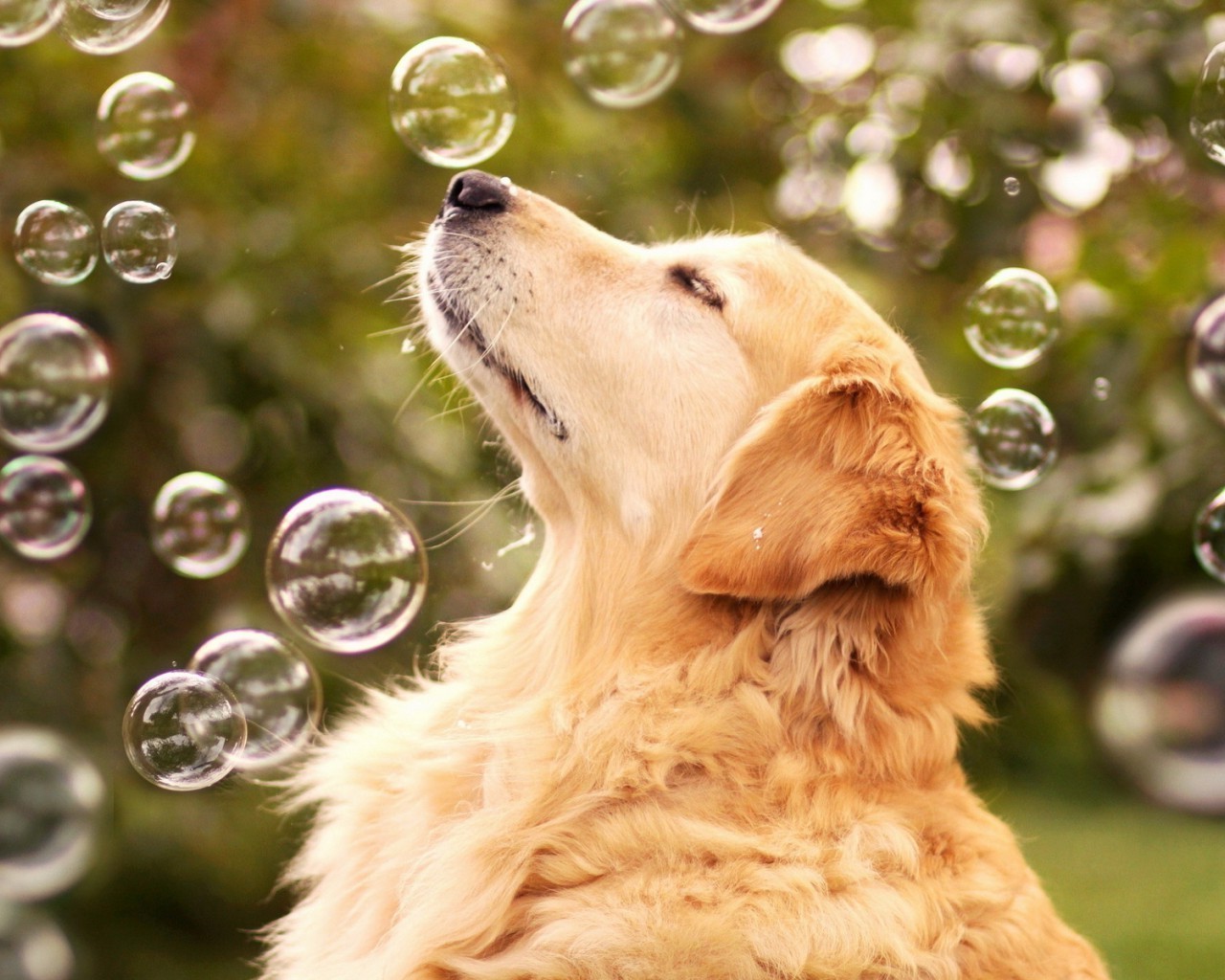 chien chien animal animal de compagnie mignon portrait nature fourrure cynologue mammifère chiot retriever herbe peu adorable domestique golden retriever jeune race aperçu drôle