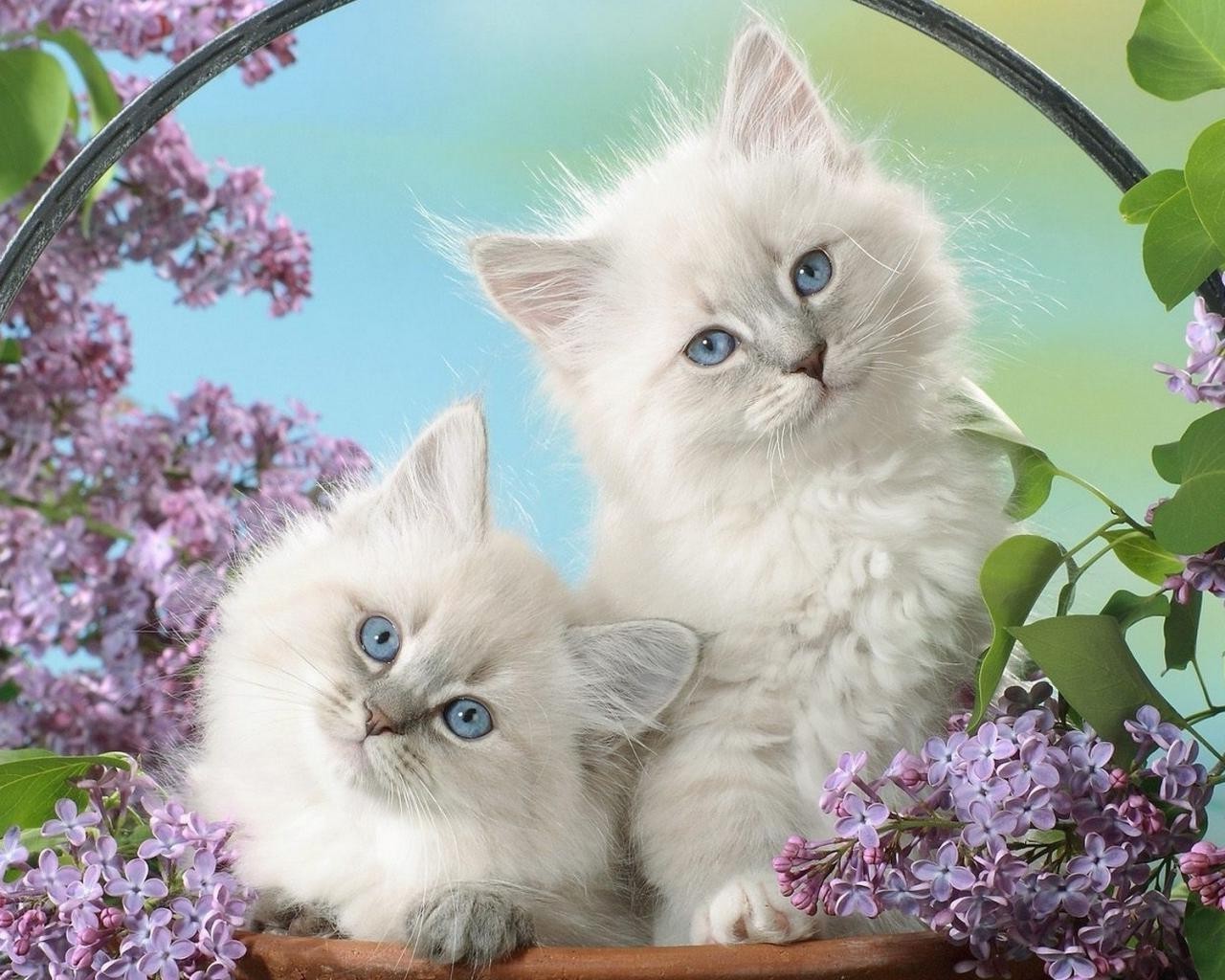 chat chat domestique chaton mignon animal de compagnie animal portrait oeil peu fourrure adorable vers le bas moelleux tabby jeune moustache cheveux enfant s asseoir aperçu
